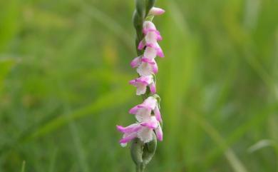 Spiranthes sinensis 綬草