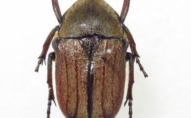 Cosmiomorpha horni Bourgoin, 1931 細毛褐騷金龜