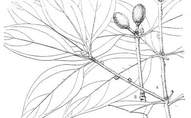 Neolitsea villosa 蘭嶼新木薑子