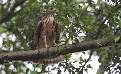 Accipiter trivirgatus formosae Mayr, 1949 鳳頭蒼鷹(台灣特有亞種)