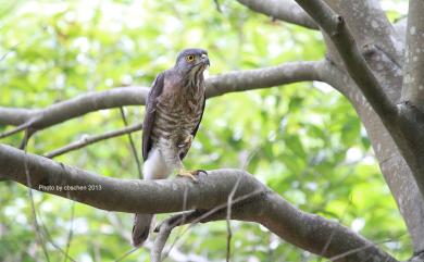 Accipiter trivirgatus formosae Mayr, 1949 鳳頭蒼鷹(台灣特有亞種)