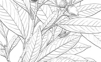 Quercus sessilifolia 毽子櫟