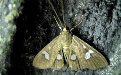 Analthes taihokualis Strand, 1918