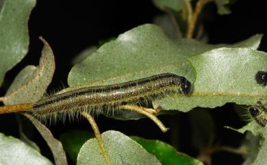 Aporia genestieri insularis (Shirôzu, 1959) 白絹粉蝶