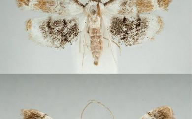 Trichophysetis rufoterminalis Christoph, 1881 紅緣鬚歧野螟