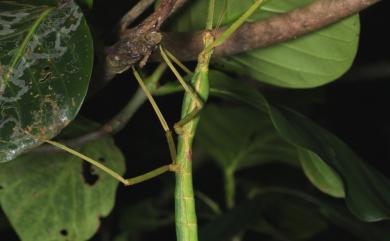 Phasmotaenia lanyuhensis Huang & Brock, 2001 蘭嶼筒胸竹節蟲