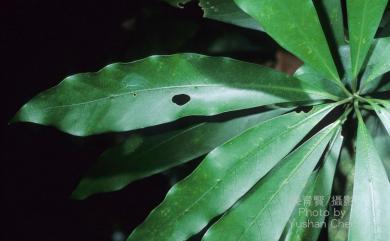 Machilus japonica var. kusanoi (Hayata) J.C.Liao 大葉楠