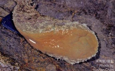 Dolabella auricularia (Lightfoot, 1786) 龍骨海鹿