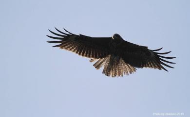 Milvus migrans formosanus Kuroda Sr, 1920 黑鳶(台灣亞種)