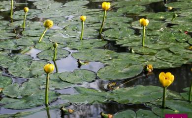 Nuphar pumila (Timm) DC. 臺灣萍蓬草