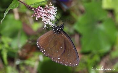 Euploea eunice hobsoni 圓翅紫斑蝶