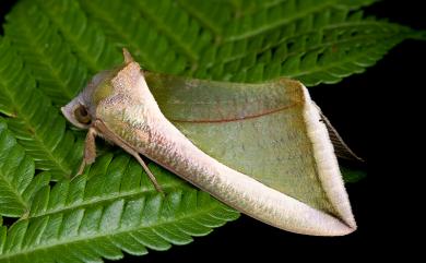 Eudocima salaminia (Cramer, 1777) 艷葉裳蛾