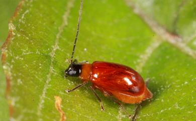 Monolepta parvezi Aslam, 1968 巴氏長腳螢金花蟲