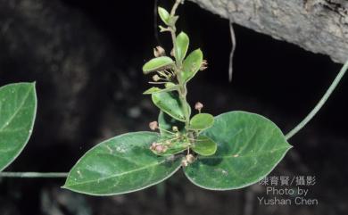 Tylophora ovata 鷗蔓