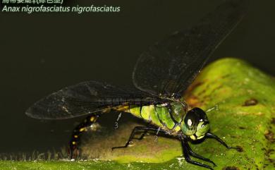 Anax nigrofasciatus nigrofasciatus 烏帶晏蜓