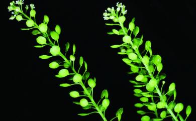 Lepidium virginicum 獨行菜