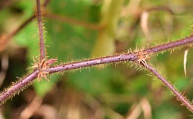 Rubus rufus Focke 棕紅懸鉤子