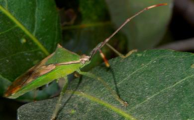 Homoeocerus striicornis Scott, 1874 紋鬚同緣椿象