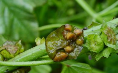 Malva neglecta Wallr. 圓葉錦葵