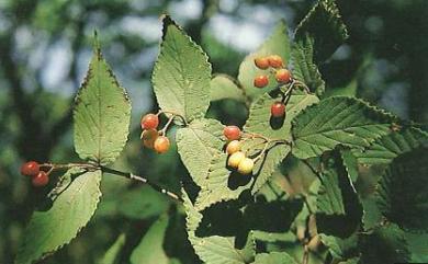 Viburnum erosum Thunb. 松田氏莢蒾