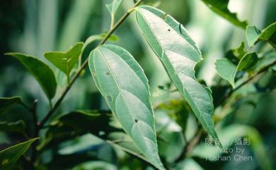 Celtis formosana Hayata 石朴