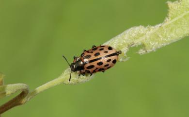 Chrysomela vigintipunctata (Scopoli, 1763) 柳二十斑金花蟲