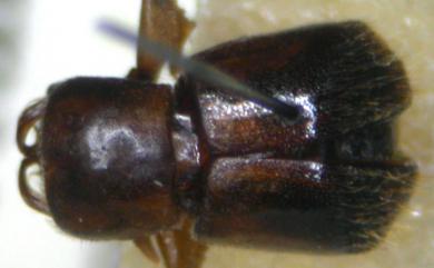 Scolytoplatypus pubescens Hagedorn, 1904 毛茸茸菌生小蠹