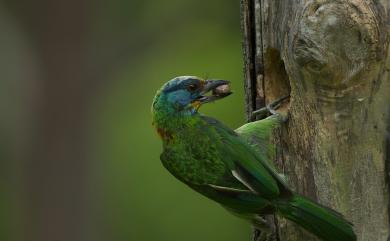 Psilopogon nuchalis (Gould, 1863) 五色鳥