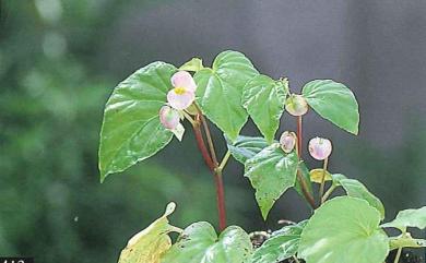 Begonia ravenii 岩生秋海棠