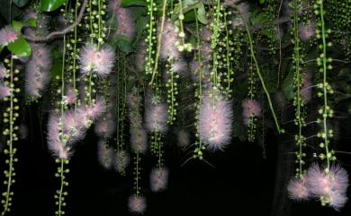 Barringtonia racemosa 水茄苳