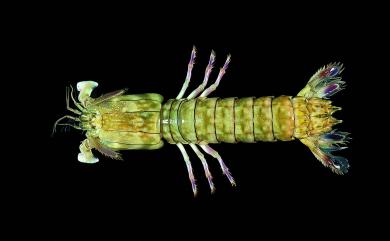 Gonodactylus chiragra (Fabricius, 1781) 大指蝦蛄