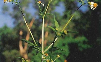 Bidens pilosa var. radiata 大花咸豐草