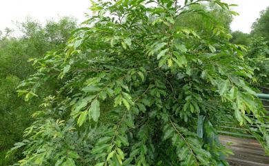 Liodendron formosanum 臺灣假黃楊