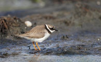 Charadrius hiaticula tundrae (Lowe, PR, 1915) 環頸鴴