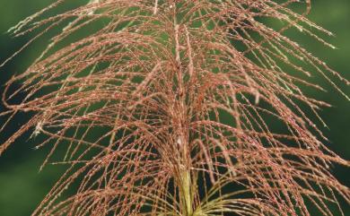 Miscanthus floridulus 五節芒