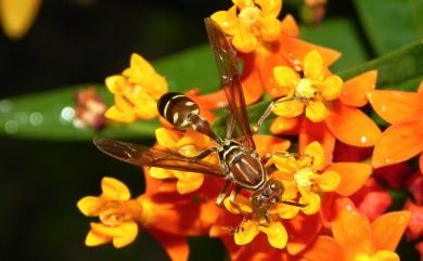 Parapolybia nodosa van der Vecht, 1966 叉胸異腹胡蜂