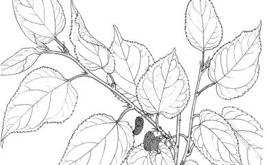 Morus alba L. 桑樹