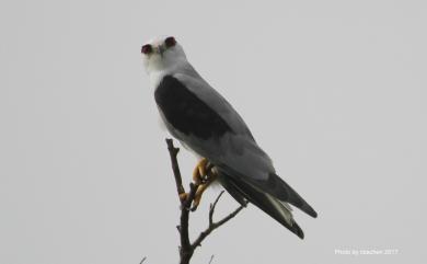 Elanus caeruleus vociferus 黑翅鳶