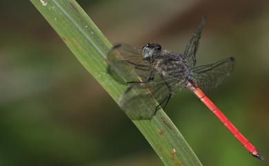 Lathrecista asiatica asiatica 海神蜻蜓