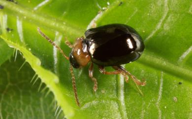 Orthocrepis asahinai Kimoto, 1971 朝氏平背葉蚤