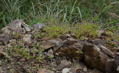 Elsholtzia ciliata (Thunb.) Hyl. 香薷