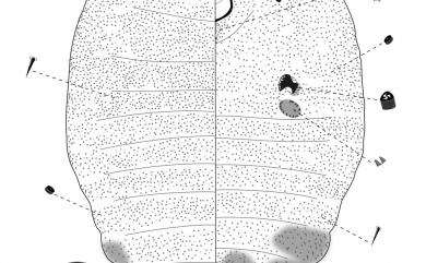 Chaetococcus bambusae (Maskell, 1893) 籜竹粉介殼蟲