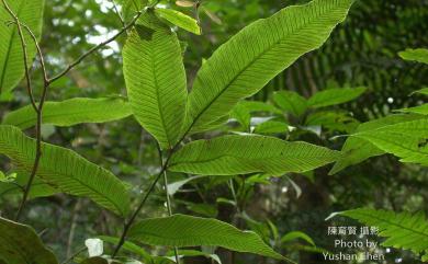 Diplazium donianum var. donianum (Mett.) Tardieu 細柄雙蓋蕨