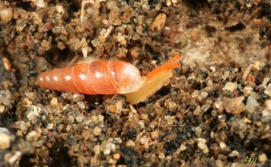 Indoennea bicolor (Hutton, 1834) 雙色草包蝸牛