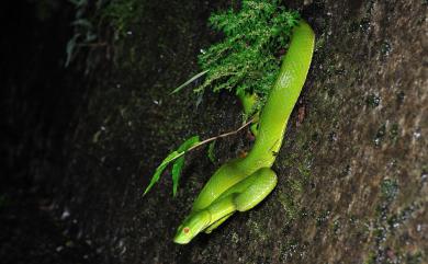 Trimeresurus stejnegeri Schmidt, 1925 赤尾青竹絲