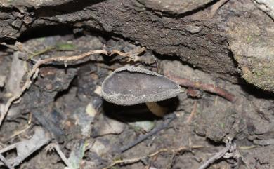 Helvella 馬鞍菌屬