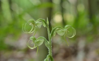 Habenaria ciliolaris Kraenzl. 玉蜂蘭