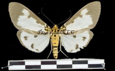 Asota plana lacteata 長斑擬燈蛾