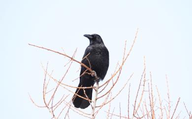Corvus corone orientalis 小嘴烏鴉