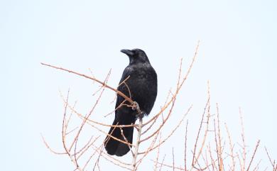 Corvus corone orientalis (Eversmann, 1841) 小嘴烏鴉